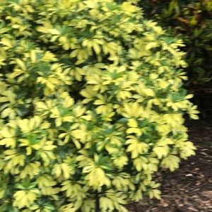 Meet your Posher, Barbara